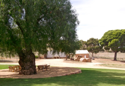 View of the pepper tree